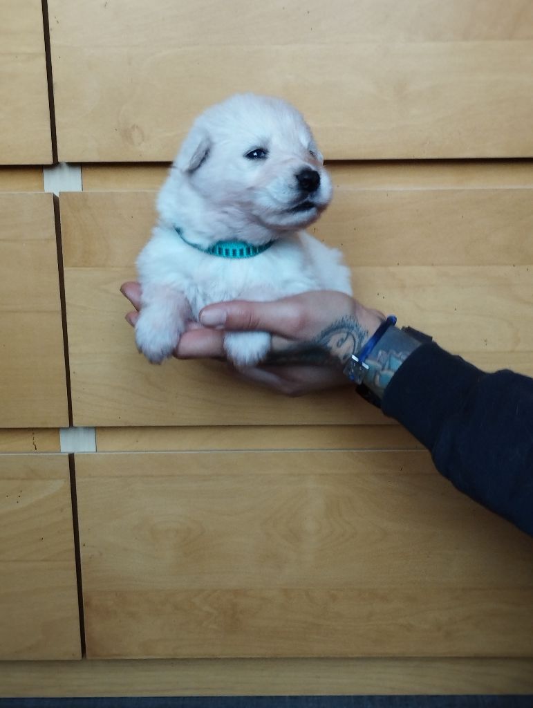 Xéna De La Feuillade - Chiot disponible  - Berger Blanc Suisse