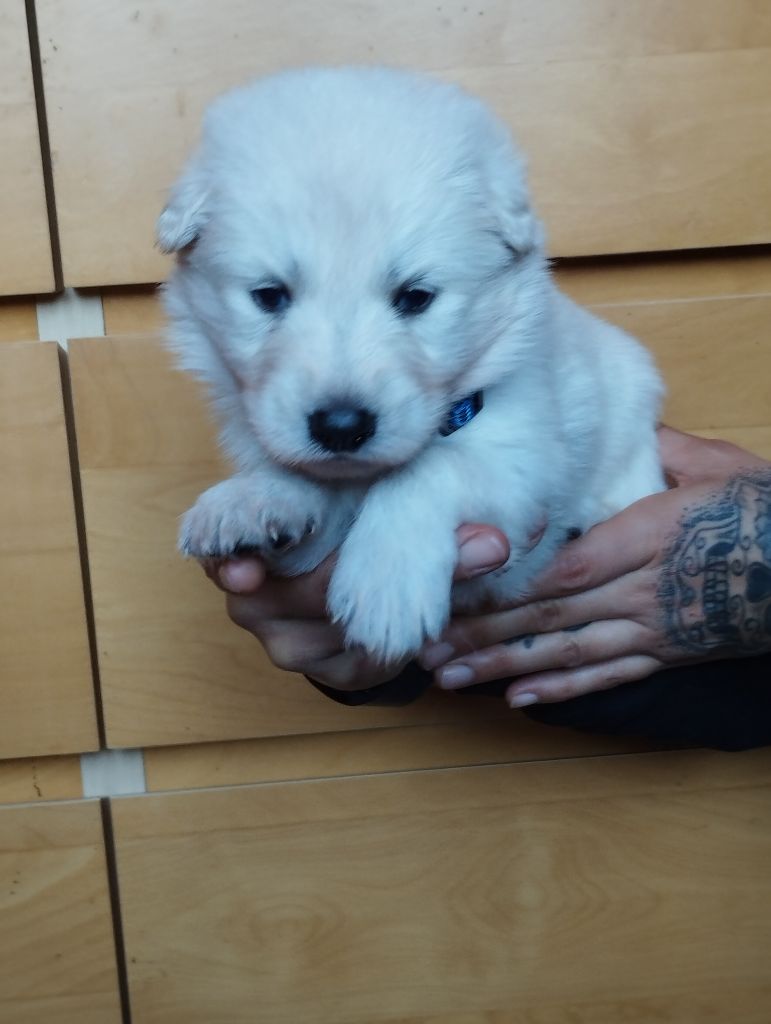 Xéna De La Feuillade - Chiot disponible  - Berger Blanc Suisse