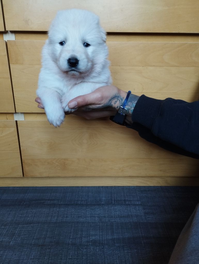 Xéna De La Feuillade - Chiot disponible  - Berger Blanc Suisse