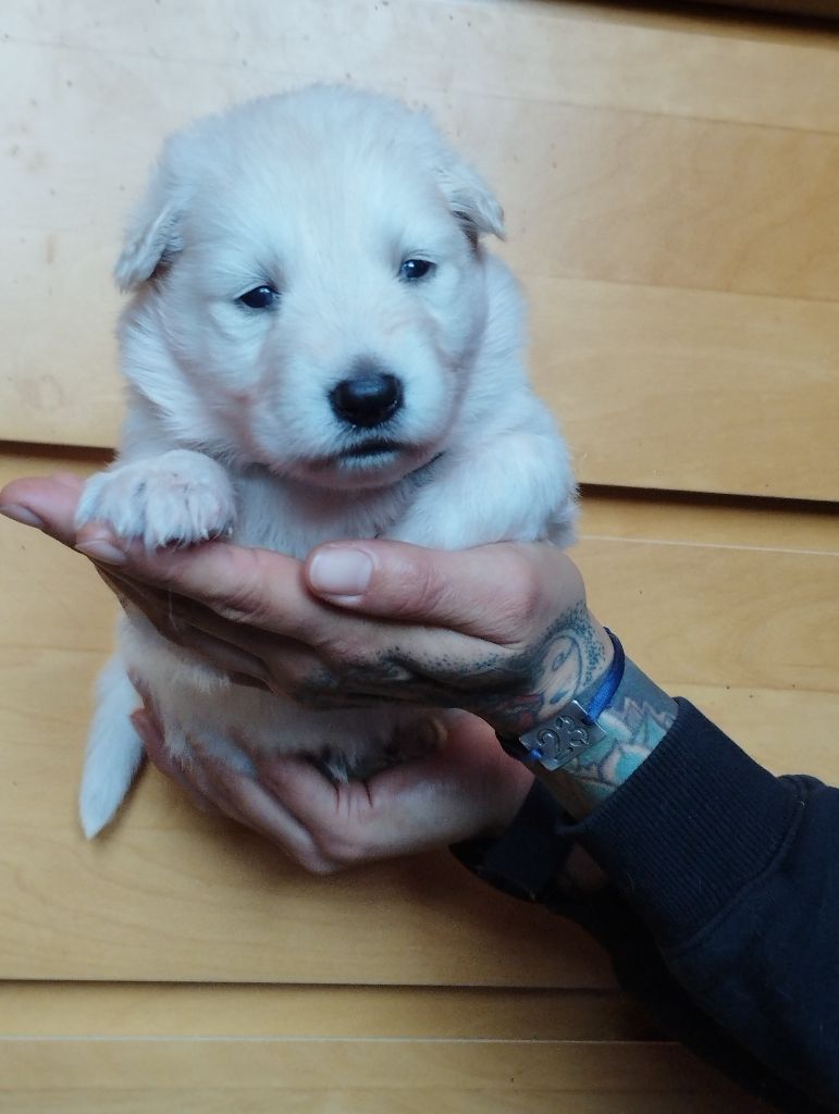 Xéna De La Feuillade - Chiot disponible  - Berger Blanc Suisse