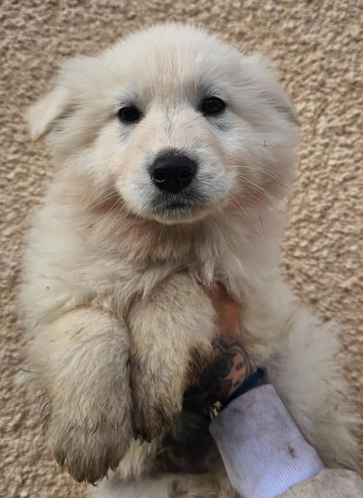 Xéna De La Feuillade - Chiot disponible  - Berger Blanc Suisse