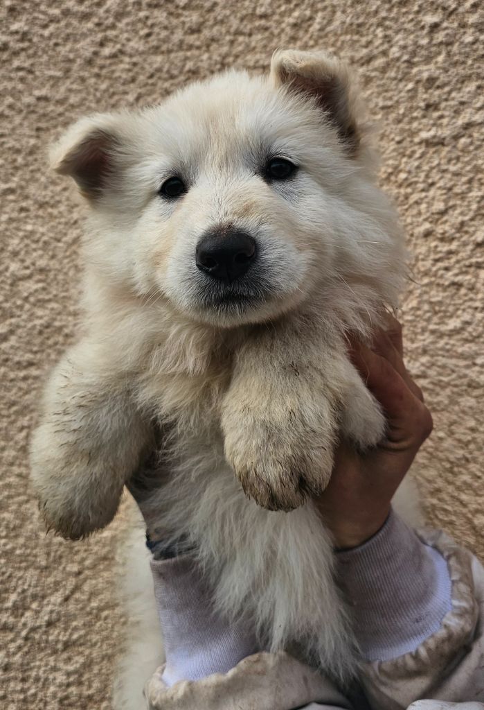 Xéna De La Feuillade - Chiot disponible  - Berger Blanc Suisse