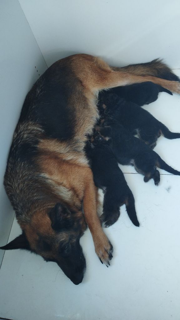 chiot Berger Allemand Xéna De La Feuillade